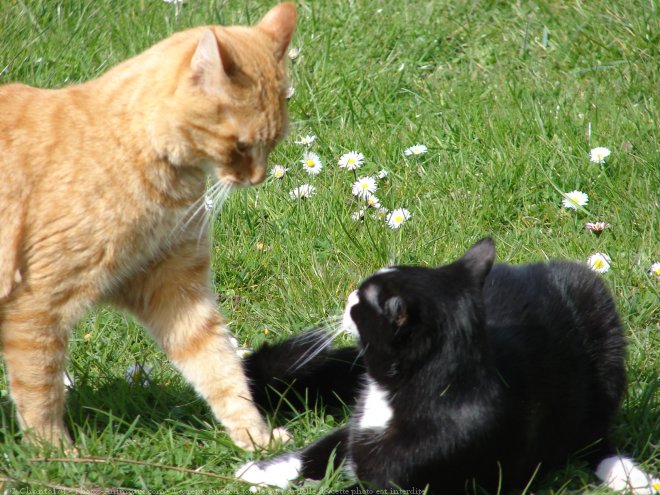 Photo de Chat domestique