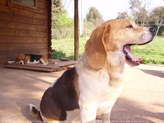 Photo de Beagle