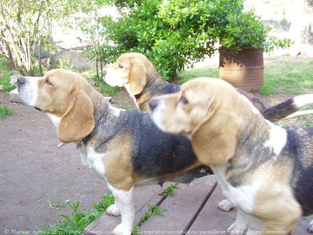 Photo de Beagle