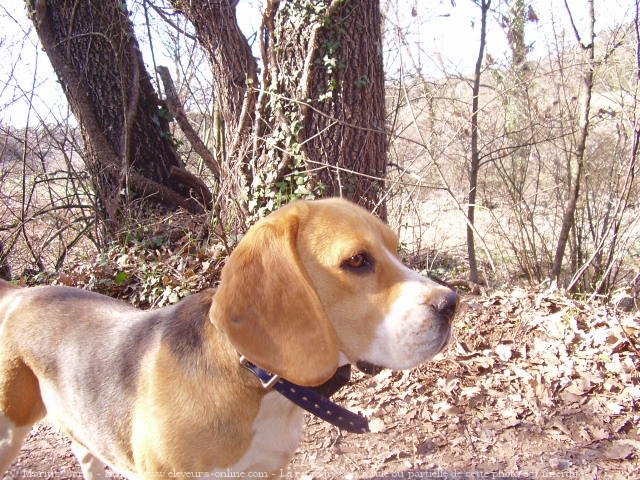 Photo de Beagle