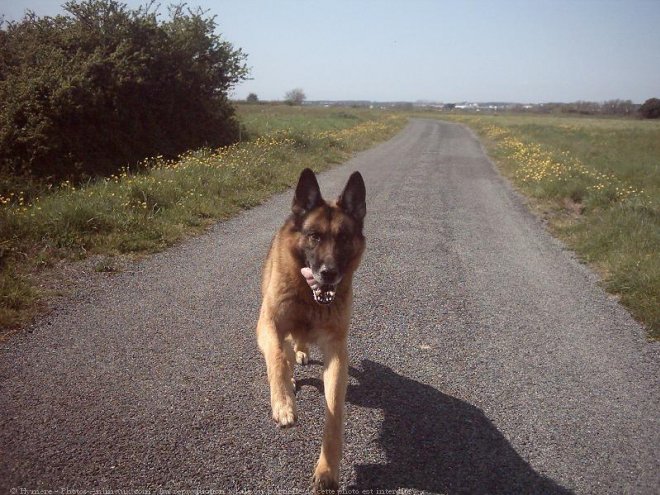 Photo de Berger allemand  poil court