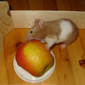 Photo de Hamster