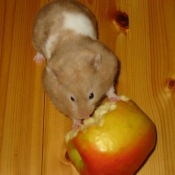 Photo de Hamster