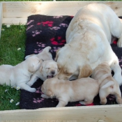 Photo de Labrador retriever