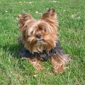 Photo de Yorkshire terrier