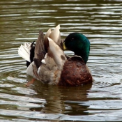 Photo de Canard