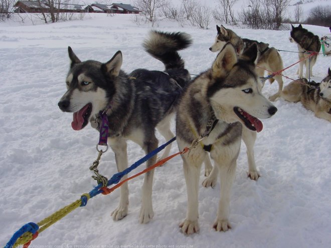 Photo de Husky siberien