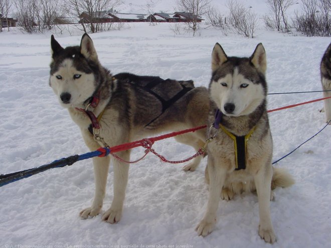 Photo de Husky siberien