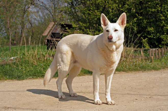 Photo de Berger blanc suisse