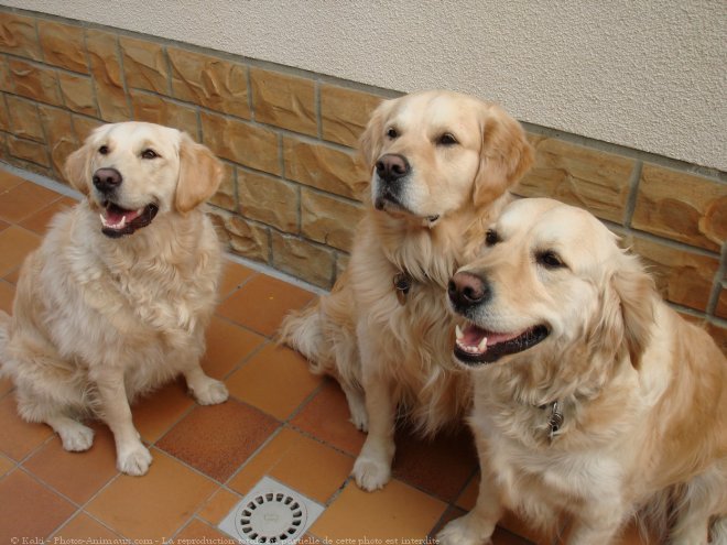 Photo de Golden retriever