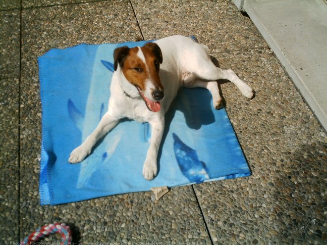 Photo de Fox terrier  poil lisse