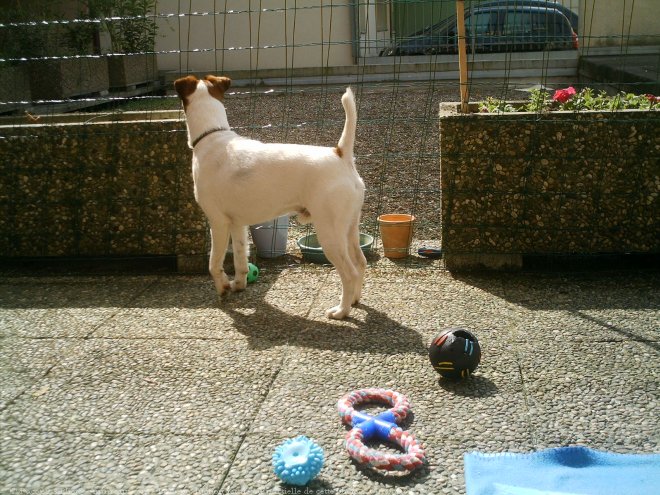 Photo de Fox terrier  poil lisse