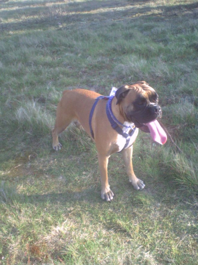 Photo de Boxer