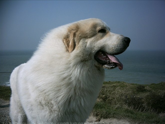 Photo de Chien de montagne des pyrnes