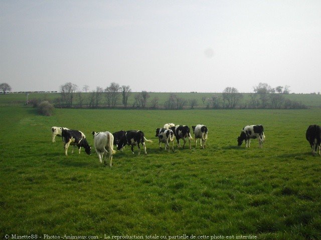 Photo de Vache