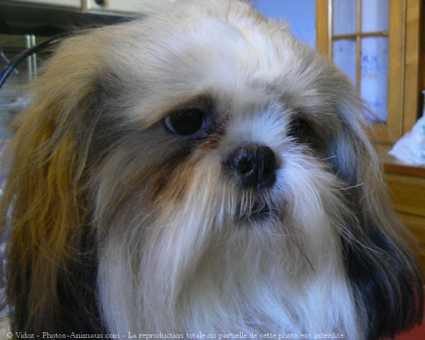 Photo de Shih tzu