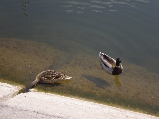 Photo de Canard colvert