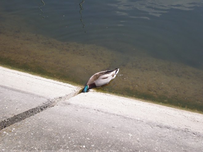 Photo de Canard colvert