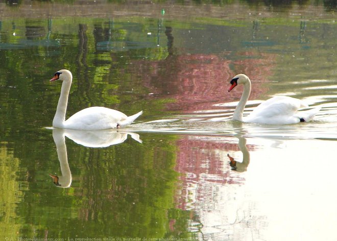 Photo de Cygne