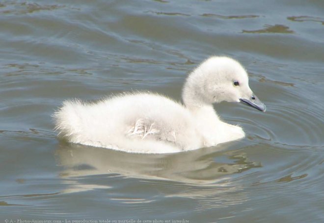 Photo de Cygne