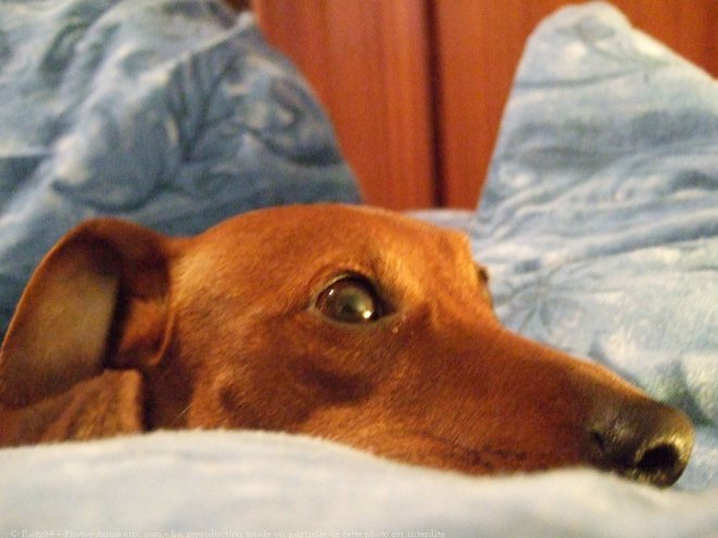 Photo de Pinscher nain