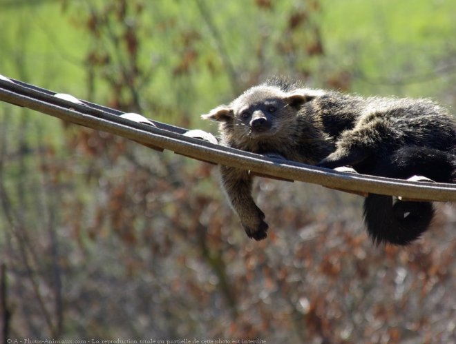 Photo de Binturong