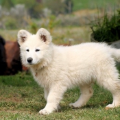 Photo de Berger blanc suisse