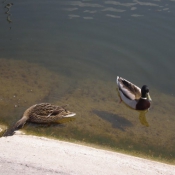 Photo de Canard colvert