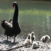 Photo de Cygne