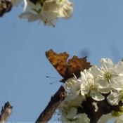 Photo de Papillon