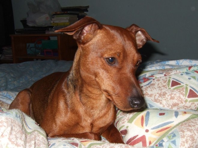 Photo de Pinscher nain