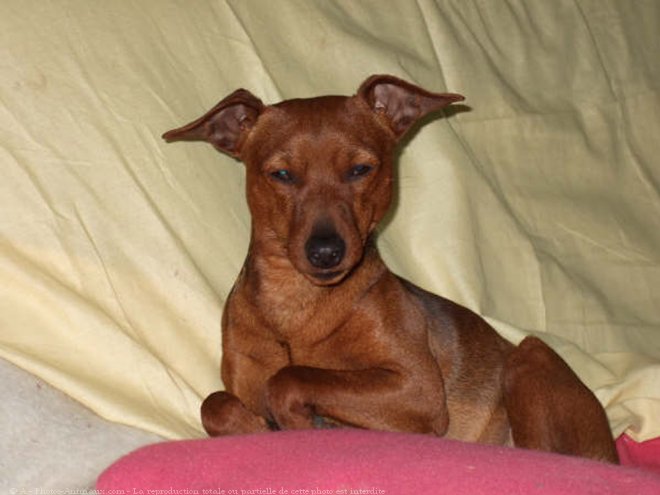 Photo de Pinscher nain