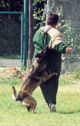 Photo de Berger belge malinois