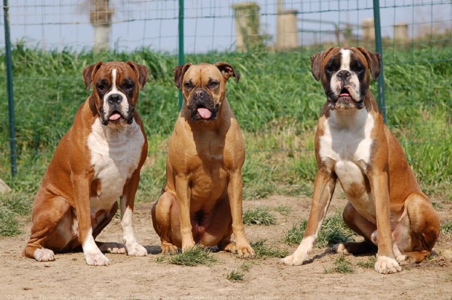 Photo de Boxer