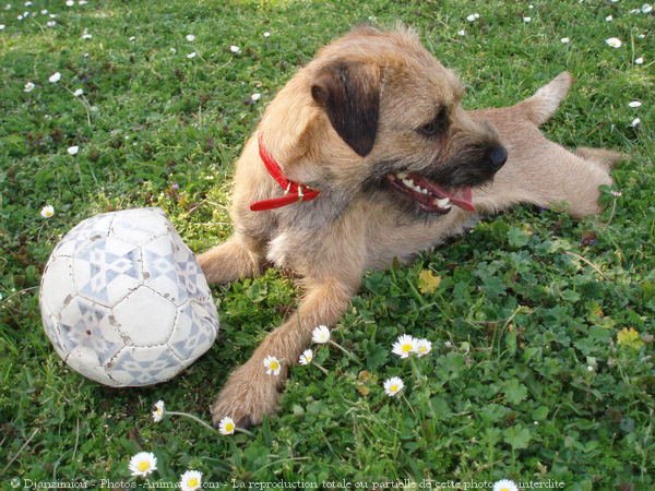 Photo de Border terrier