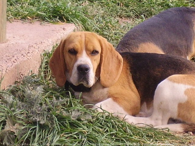 Photo de Beagle