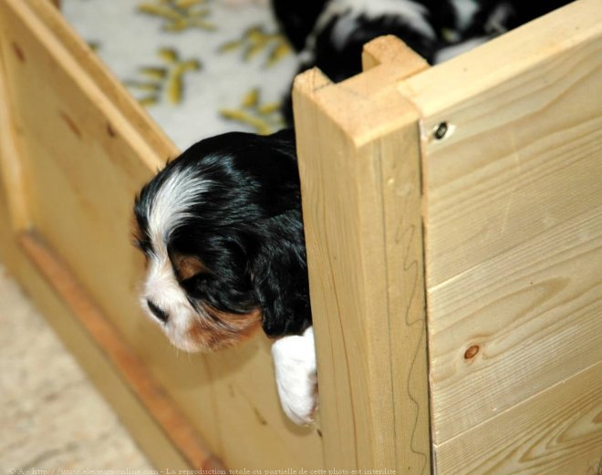 Photo de Cavalier king charles spaniel