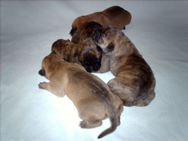 Photo de Bullmastiff