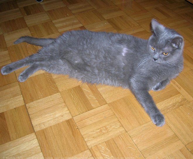 Photo de Chartreux