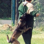 Photo de Berger belge malinois