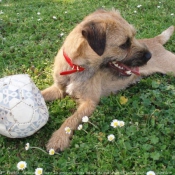 Photo de Border terrier