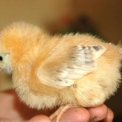 Photo de Poule