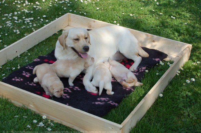 Photo de Labrador retriever