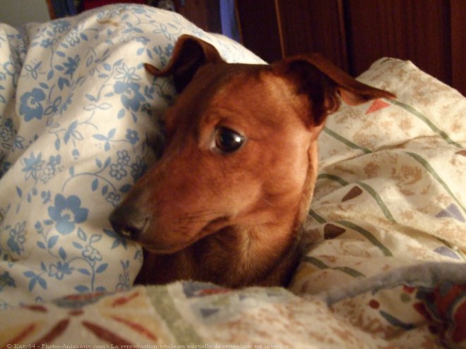 Photo de Pinscher nain