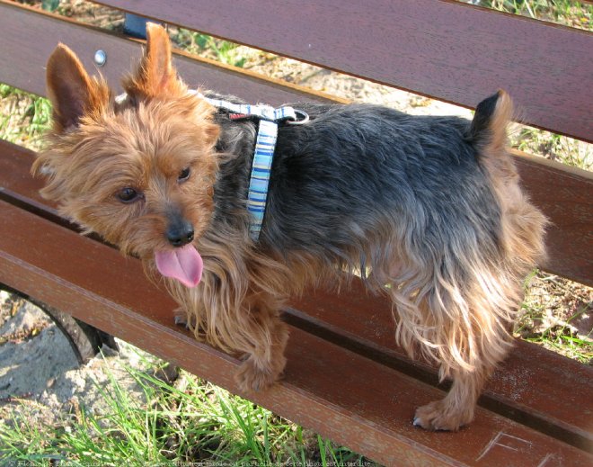 Photo de Yorkshire terrier