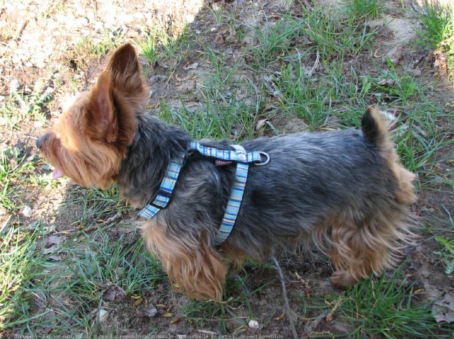 Photo de Yorkshire terrier