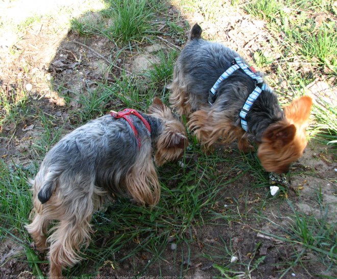 Photo de Yorkshire terrier