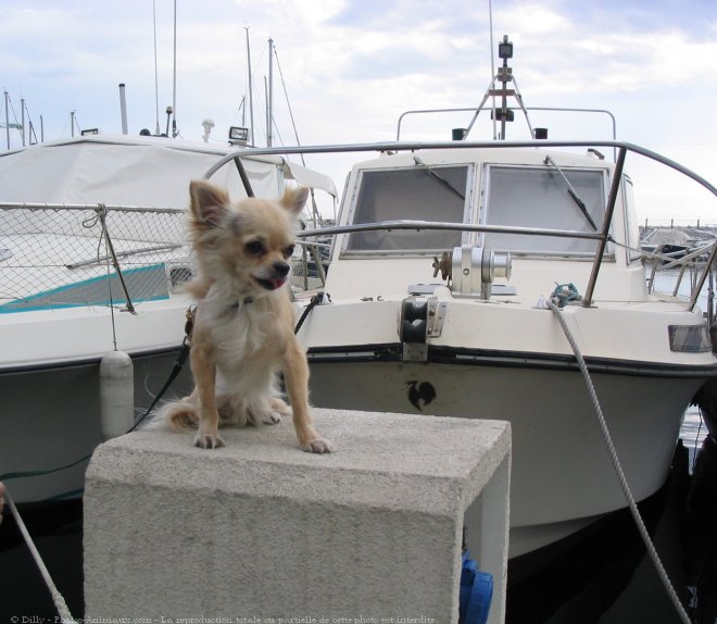 Photo de Chihuahua  poil long