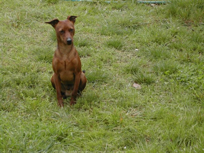 Photo de Pinscher nain