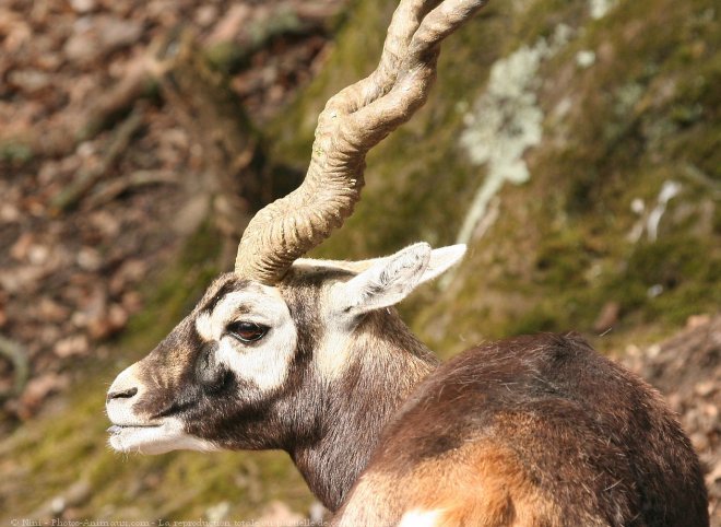 Photo d'Antilope